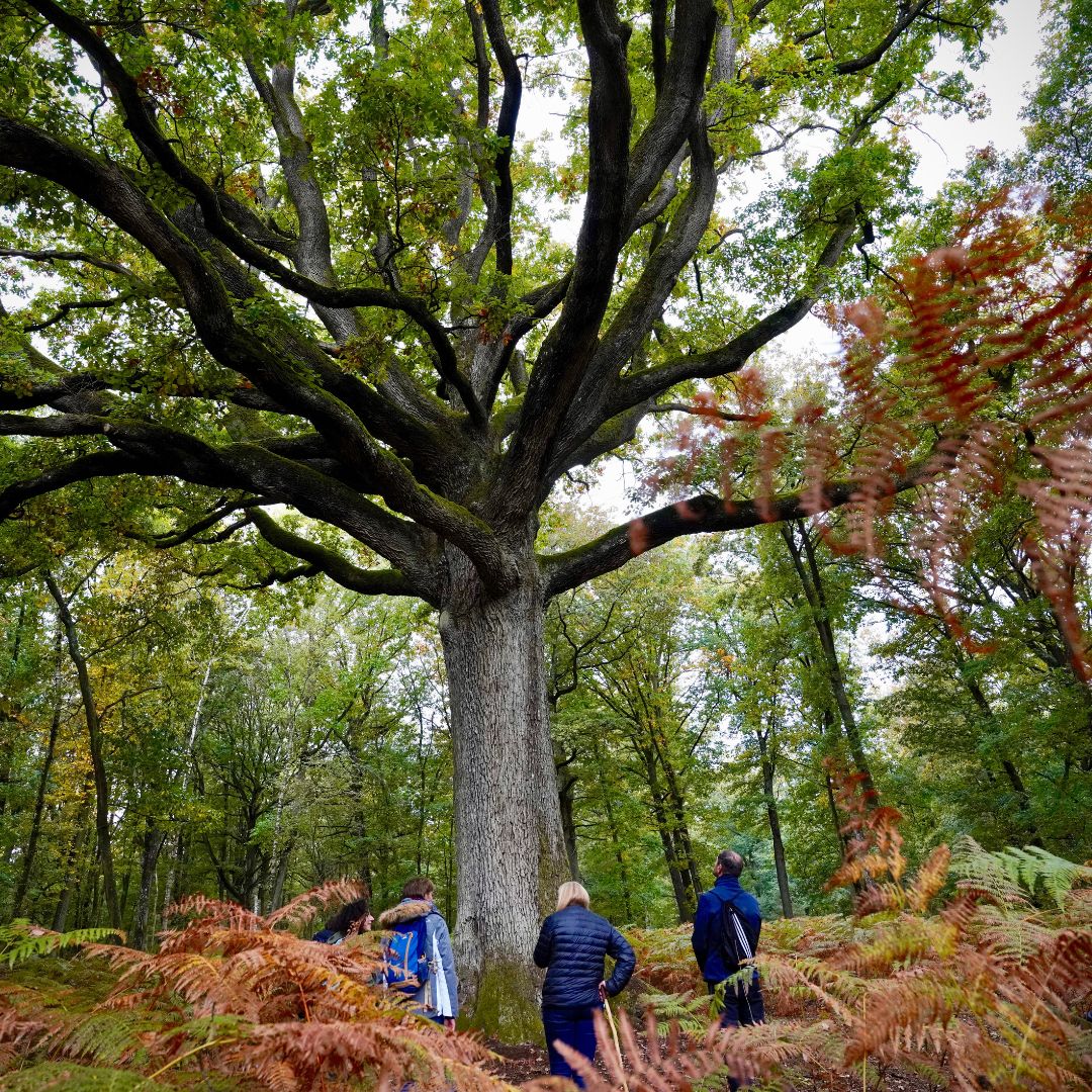 Bain de fôret avec Nathalie Grosz Wish you well