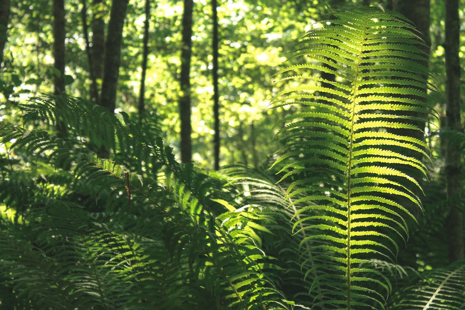 a large fern leaf in the middle of a forest