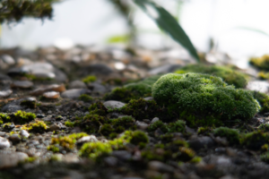 céline mindus exposition parc floral de paris